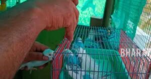 When Can Baby Budgies Be Separated from Parents