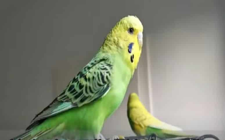 what temperature should budgies be kept at