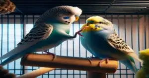 Budgie Bullying Other Budgie