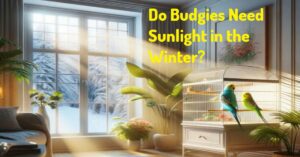 Do Budgies Need Sunlight in the Winter