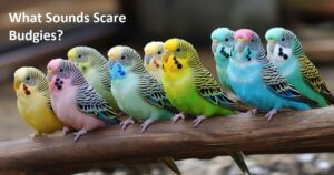 What Sounds Scare Budgies