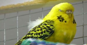 budgie sleeping during the day