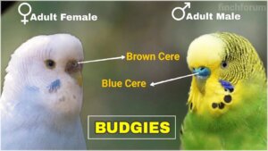 Male Vs. Female Budgies Which is Better