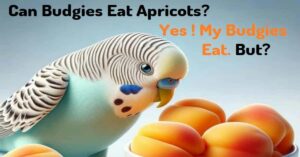 Can Budgies Eat Apricots