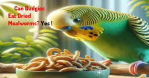 Can Budgies Eat Dried Mealworms