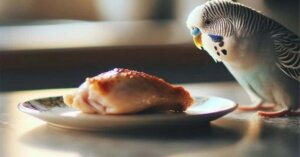 Can budgies eat chicken