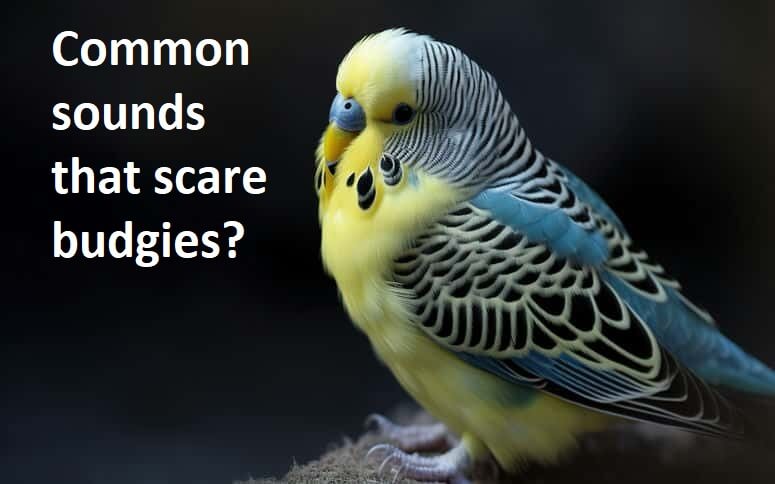 Common sounds that scare budgies