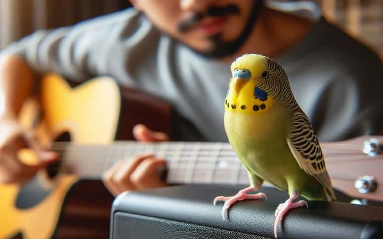 Minimizing Stressful Sounds For A Calmer Budgie Environment