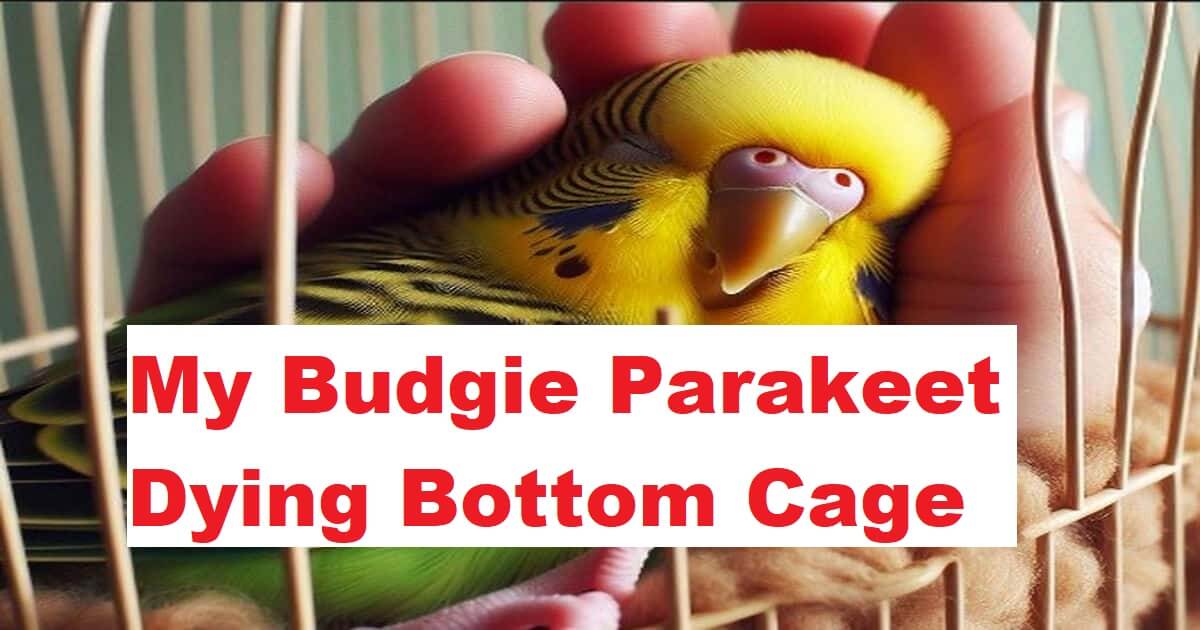 Parakeet Dying Bottom Cage