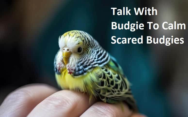 Talk With Budgie To Calm Scared Budgies