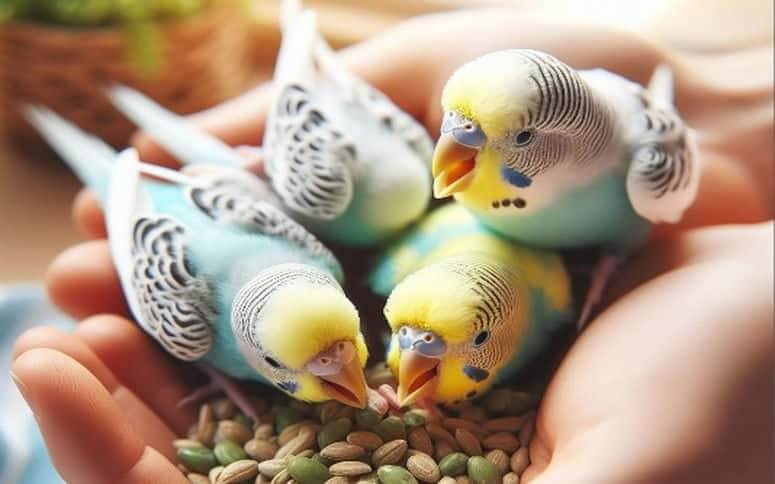 Tips For Preparing Homemade Baby Budgie Food