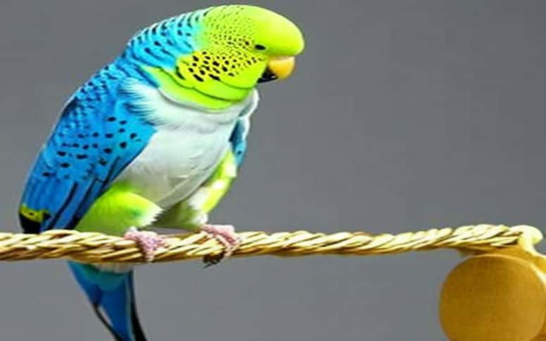 What Sounds Do Budgies Like