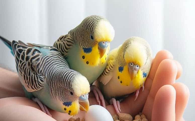 homemade baby budgie mash