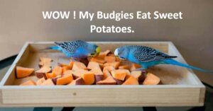 Can Budgies Eat Sweet Potatoes