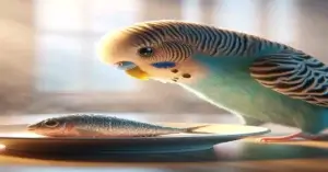 Can Budgies Eat Fish