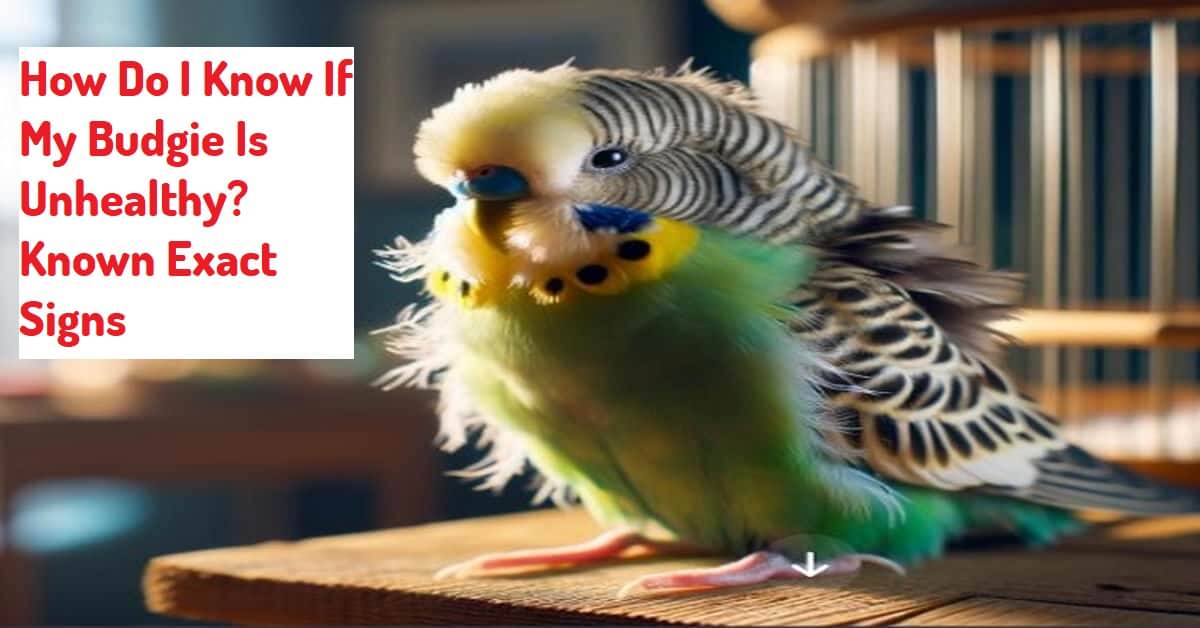 Is My Budgie Unhealthy? Crucial Signs And Recovery Tips