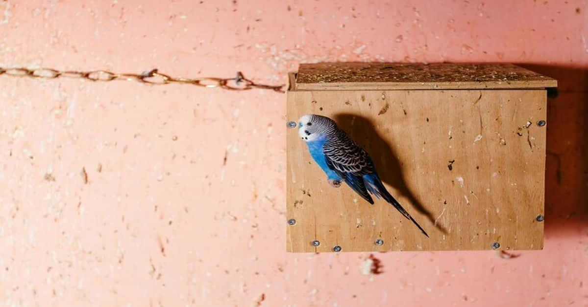 How Often Do Budgies Poop