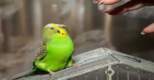 What Is An Abnormal Behavior in Budgies