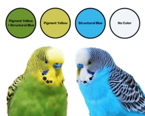 10 Popular Budgie Bird Types A Comprehensive Guide