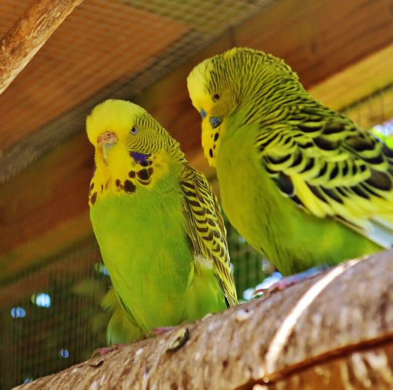 100 Good Green Budgie Names Males Females