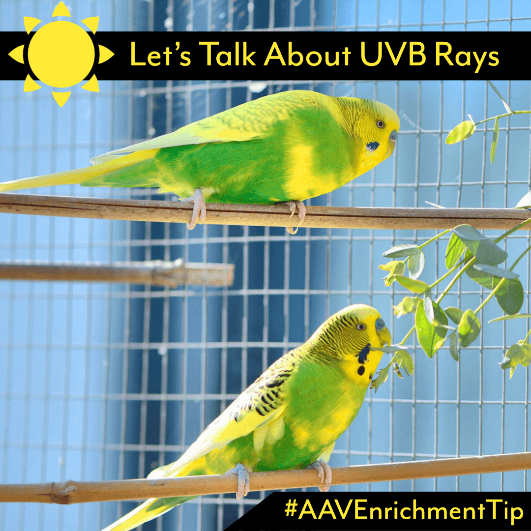 11 Different Types Of Budgie Behavior And What They Mean