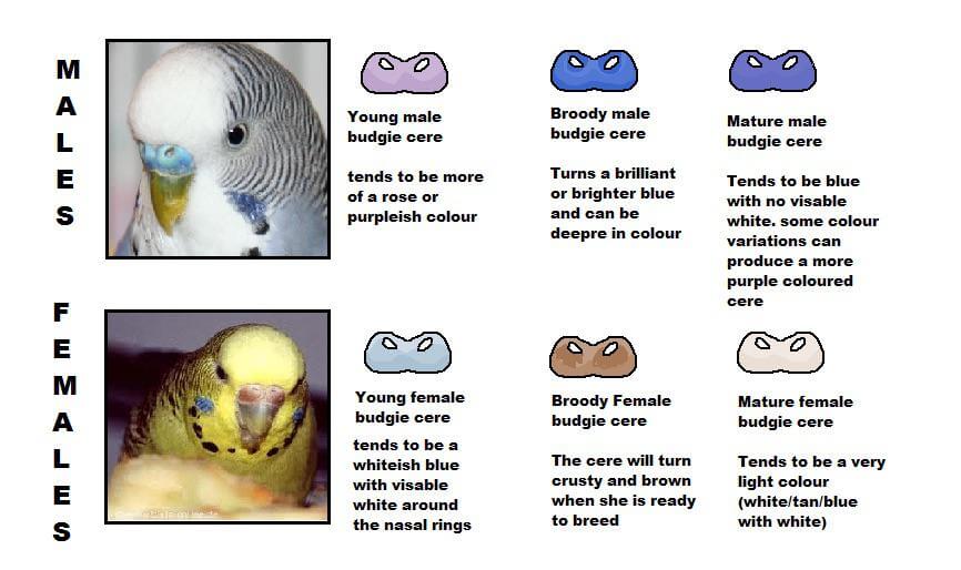 Adult Budgie Cere Color