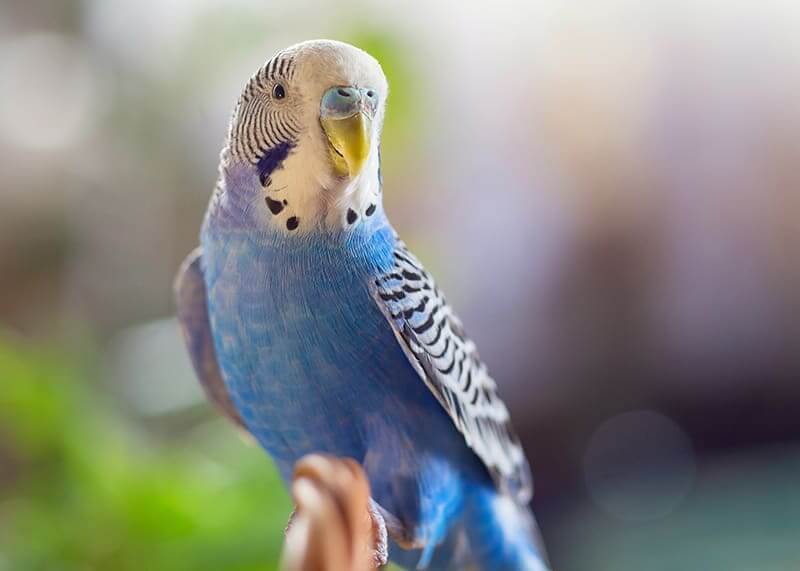 Budgie Care For Newbies Essential Tips For First Time Bird Owners