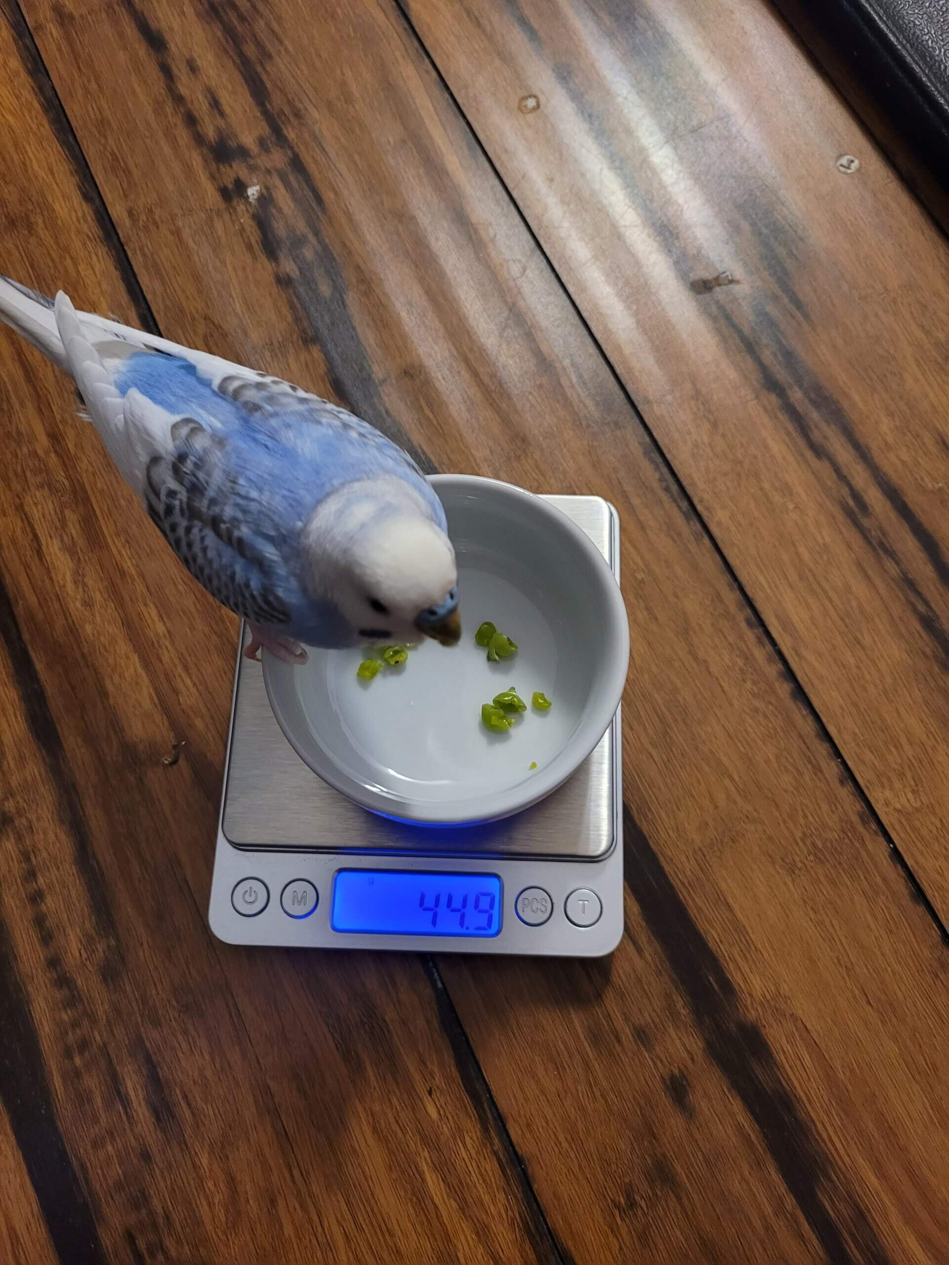 How Much Should A Healthy Budgie Weight