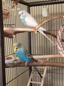 How To Tell If A Budgie Is Blind 7 Parakeet Blindness Symptoms