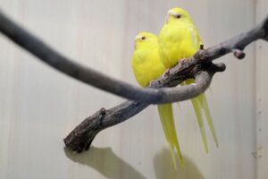 What Is A Lutino Budgie Fully Explained