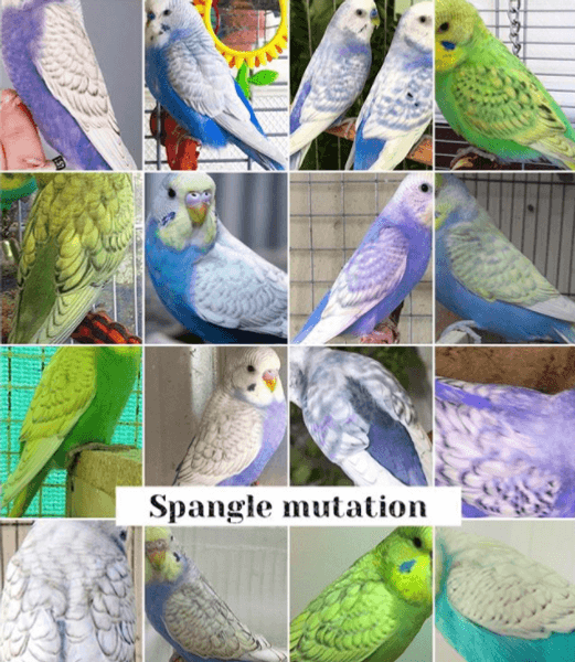 What Is A Spangle Budgie
