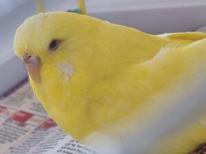 What Should I Name My Yellow Budgie