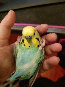 Why Does My Budgie Have Hot Feet