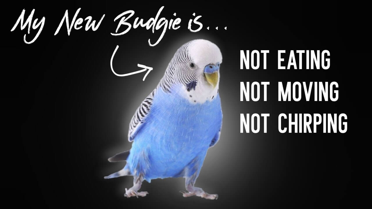 Why Has My Budgie Stopped Chirping