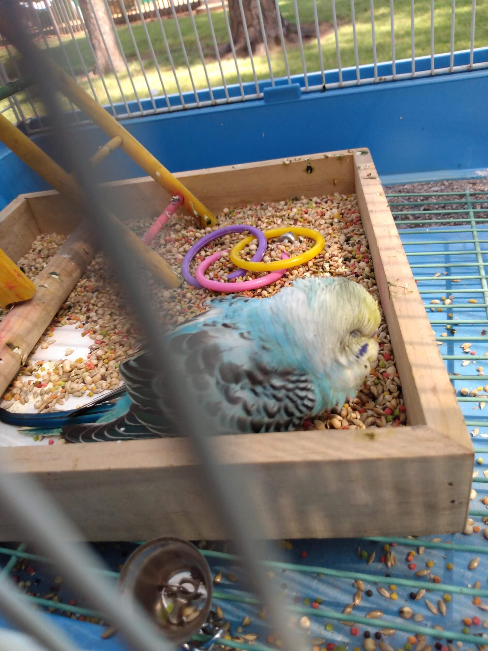 Why Is My Budgie At The Bottom Of The Cage