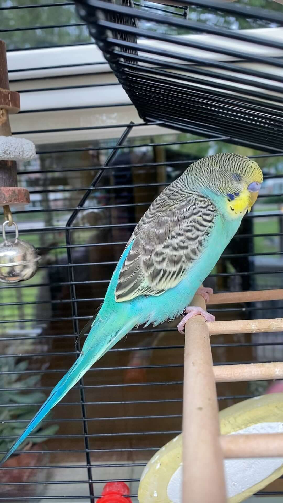 Why Is My Budgie Wagging Its Tail