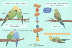Yellow Budgie Birds- Facts Care And Training