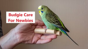 Budgie Care For Newbies