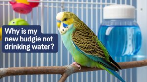 Why Is My New Budgie Not Drinking Water