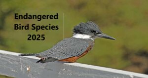 Endangered Bird Species 2025