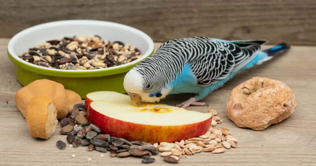 What Makes a Balanced Diet for Budgies