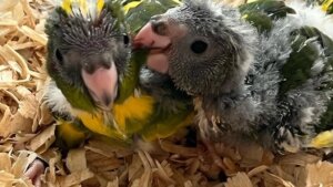 How to Care for a Kakariki